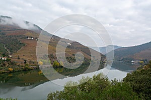 View on Douro river with reflection in water of colorful hilly stair step terraced vineyards in autumn, wine making industry in