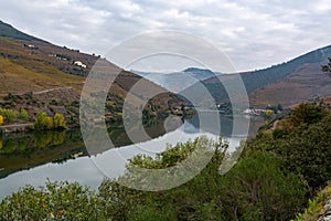 View on Douro river with reflection in water of colorful hilly stair step terraced vineyards in autumn, wine making industry in