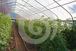 View down the center of a small greenhouse filled with tomato plants growing along orange twine uprights