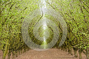 View down a path through a green hazelnut orchard