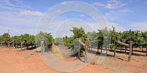 View Down Wind Damaged Row of Vines.