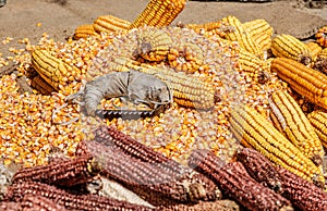 View of dried corn with bowl of corn kernels