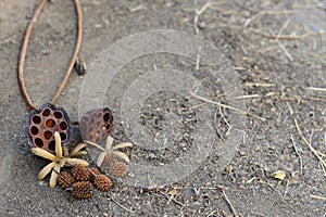 View of Dried Lotus Flower and Pine on the cement floor