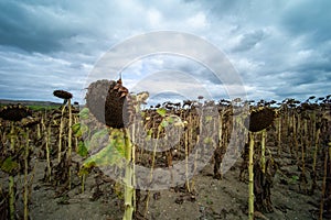 View of dried sunflowers in a field on a gloomy day background
