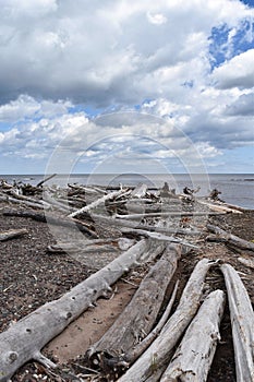 View of driftwood along Lake Superior