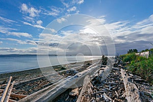 View of driftwood on beach by the sea in Discover Park, Seattle, USA
