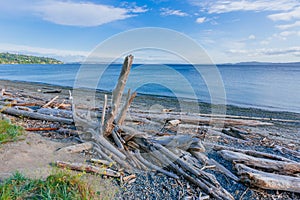 View of driftwood on beach by the sea in Discover Park, Seattle, USA