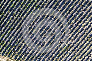 view from drone of an amazing lavender field in rows