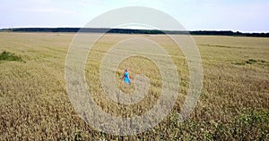 View from drone on happy young woman with a long fair hair and in a blue dress goes across the field of ripe wheat to