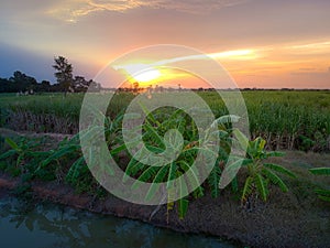 View from drone Sugar cane field with sunset sky nature landscape background.