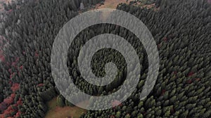 View from a drone to a glade and autumn forest through the fog  in the Carpathian mountains.