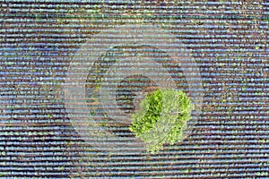 View from a drone to a tree at a lavender field. Abstract view