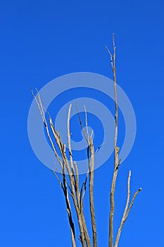 TALL BRANCHES OF DEAD TREE AGAINST BLUE SKY