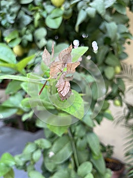 The view of the dry flower in the leaves