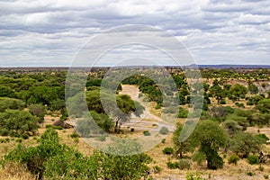 View of a dry river in the middle of the savannah of Tarangire National Park with trees on both sides Tanzania