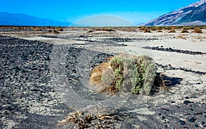 View of dry rock desert with sparse drought-resistant vegetation in Death Valley, Death Valley National Park, California