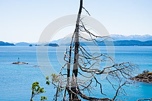 View of a dry tree and Nahuel Huapi Lake in the background