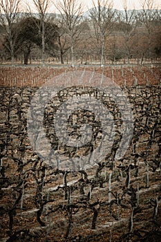 View of a dry vineyard in Cafayate, Salta, Argentina.
