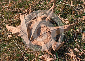 View of dry yellow plane tree leaf