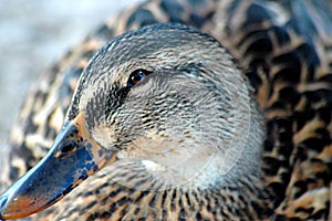 View of a duck closeup background