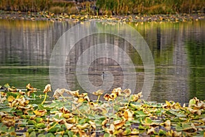 View of a duck enjoying a mountain lake with trees and hills. Calm and serene