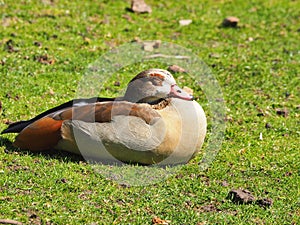View of a duck sleeping on grass