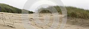 View on the dunes and the marram grass in the coastal area at the west coast of the Netherlands