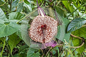 A view of a Dutchmans Pipe plant growing in the jungle near Tortuguero in Costa Rica