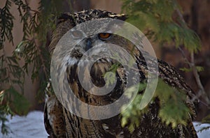 view of an eagle owl in the zoo close-up