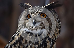 view of an eagle owl in the zoo close-up