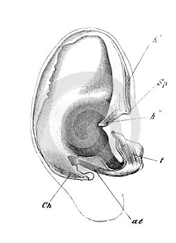 The view of ear in the old book the Human Anatomy Basics, by A. Pansha, 1887, St. Petersburg