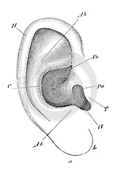 The view of ear in the old book the Human Anatomy Basics, by A. Pansha, 1887, St. Petersburg