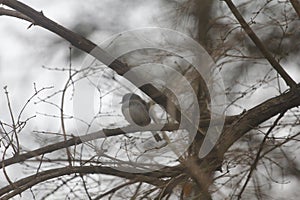 View of an Eastern Bluebird (Sialia sialis) Sitting in a Tree