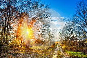 View on the edge of a forest in autumn sunset instagram stile