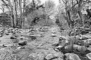 View of the Eerste River in Stellenbosch. Monochrome