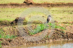 Egret on rice field