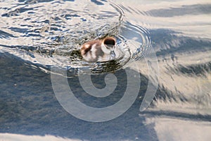 A view of a Egyptian Goose Gosling