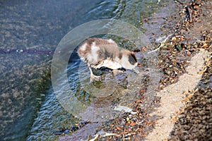 A view of a Egyptian Goose Gosling