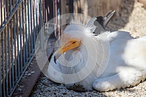 View of an Egyptian vulture, Neophron percnopterus, also called the white scavenger vulture or pharaohs chicken, is one of the