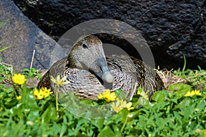 Eider Duck on Nest - Isle of May