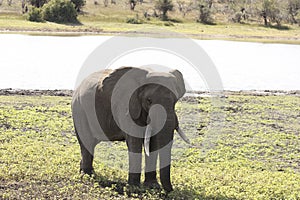 A view of elephant