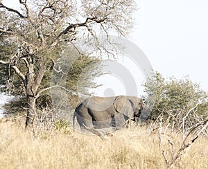 A view of elephant