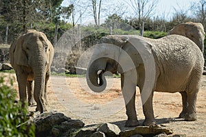 view on an elephant of africa in a park