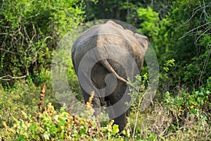 View of an elephant ass in the bush in Sri Lanka