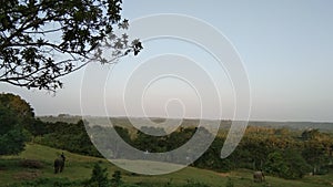 View of elephant habitat in a village in North Bengkulu, Indonesia