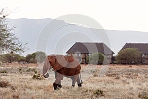 View of elephant and herd of zebras in African safari with dry grass and trees on savanna, with lodge and mountains in background