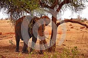 View of an elephant to a tree and landscape in the background. Safari Tsavo Park in Kenya - Africa