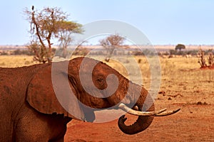 View of an elephant to a tree and landscape in the background. Safari Tsavo Park in Kenya - Africa