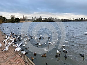 A view of Ellesmere Lake