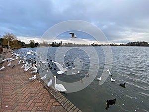 A view of Ellesmere Lake